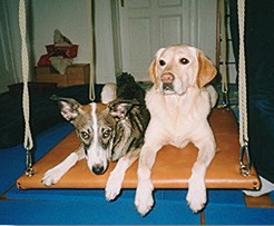 hunde Tiergestützte Therapie